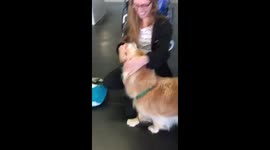 Golden retriever reunites with owner