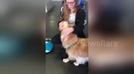 Newsflare Edit - Golden retriever reunites with owner
