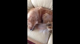 This dog and cat are best friends
