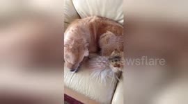 Newsflare Edit - This dog and cat are best friends
