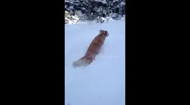 Golden retriever jumping in the snow