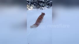 Newsflare Edit - Golden retriever jumping in the snow