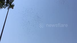 Birds flying in spectacular formations