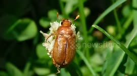 Edible Golden Brown Very Fat June Beetle