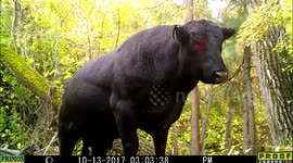 A bull, looks like a Black Angus to me, but I'm not a rancher. Anyway, a bull shows up right in front of the trail camera. He's good sized and black. If it belongs to you, please let me know or at least come and get him. SHOW MORE