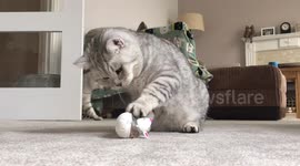 Clever cat masters treat mouse