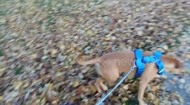 Walking with dog in park