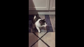 Sushi-loving Kitten munching some freshly caught Mackerel