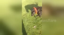 Dog hilariously manages to collar itself when catching a frisbee