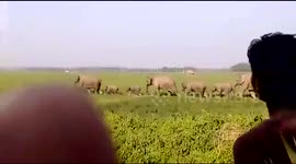 A surprising group of elephants near a village!
