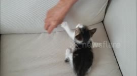 Casper Plays With Paper Ball