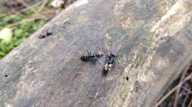 Ant carrying eggs HD High Quality