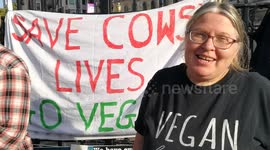 save cows lives - Go Vegan