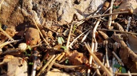 Ants working