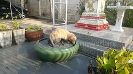 Freshly cleaned puppy splashing around in dirty pool of water