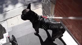 Dog goes crazy running to pet store