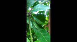 Tiny insect hidden among the mango leaves