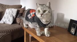 Cats model winter outfits