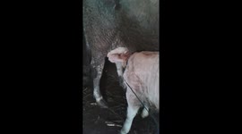 The cow feeds its cubs