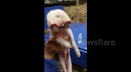 Pig born with two heads in China