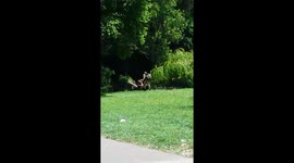 Drunk Man Falls Over