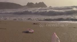 Portuguese men-of-war swept up by Ophelia on Cornwall beach