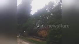 Row of trees blown over by Storm Ophelia in County Cork