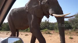 Close Up Elephant Encounter - See what Happens Next !