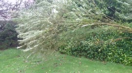 TREES START TO COME DOWN IN DONEGAL OPHELIA