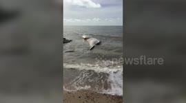 Dead whales washed up near Felixstowe