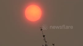 Sand from Sahara turns sun orange with branch in foreground