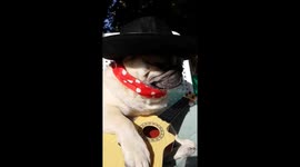 Pug compilation