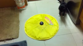 Cat playing with undercover mouse toy