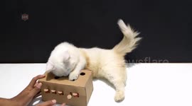 DIY cat toy: How to build your own cat toy from cardboard
