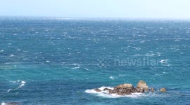 Plunging gannets feast off St Ives during Storm Ophelia