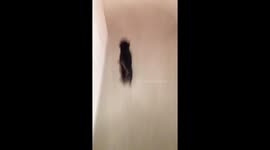 Running puppy