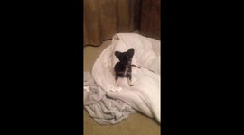 Puppy head tilt