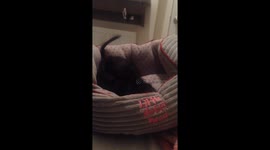 Chihuahua puppy playing in bed