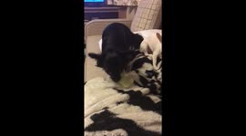 Chihuahua puppies eating lettuce