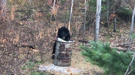 Beautifully marked Manitoba Black Bear at the bait