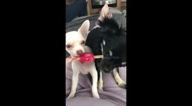 Puppies sharing an ice lolly