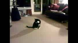 Cat chasing own tail