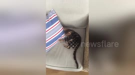 Newsflare Edit - Bengal kitten