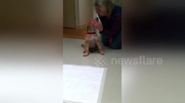 Newsflare Edit - Playful puppy