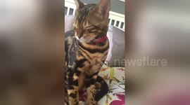 Newsflare Edit - Sleepy bengal kitten
