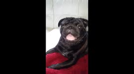 happy pug puppy