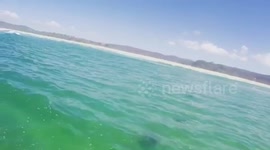 Sharks around Paddleboarder