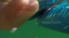 Shark sneaks up on paddleboarder