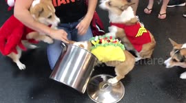 Corgi Halloween Costume Party