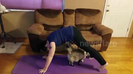 Cat Yoga